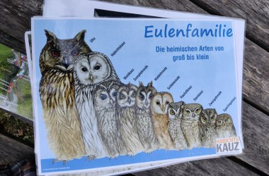 Übersicht zu den Eulen