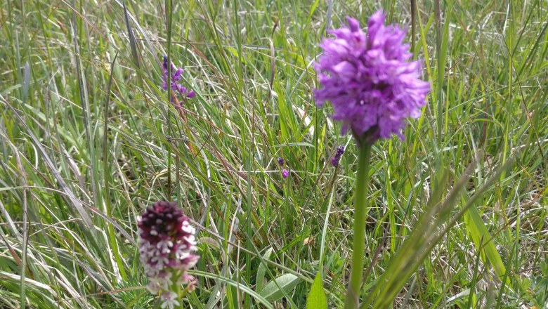 Brandknabenkraut und Dreizähniges Knabenkraut, © Naturpark Sparbach