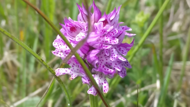 Dreizähniges Knabenkraut, © Naturpark Sparbach