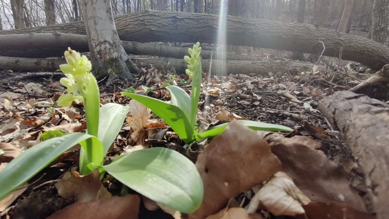 Blasses Knabenkraut, © Naturpark Sparbach